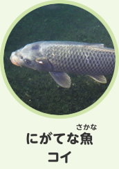 にがてな魚　コイ