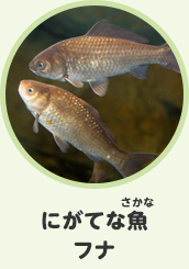 にがてな魚　フナ