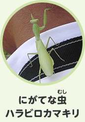 にがてな虫　ハラビロカマキリ