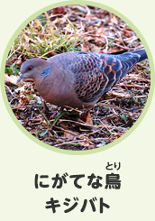 にがてな鳥　キジバト