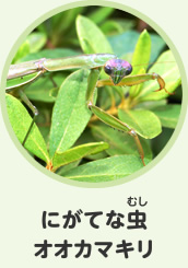 にがてな虫　オオカマキリ