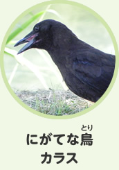 にがてな鳥　カラス