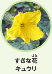 好きな花　キュウリ