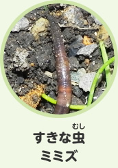 好きな虫　ミミズ