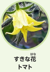 すきな花　トマト