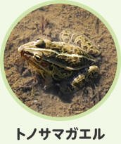 トノサマガエル