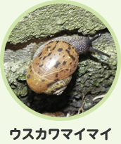 ウスカワマイマイ