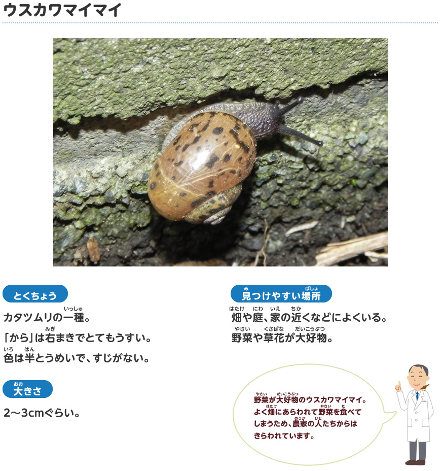 ウスカワマイマイ