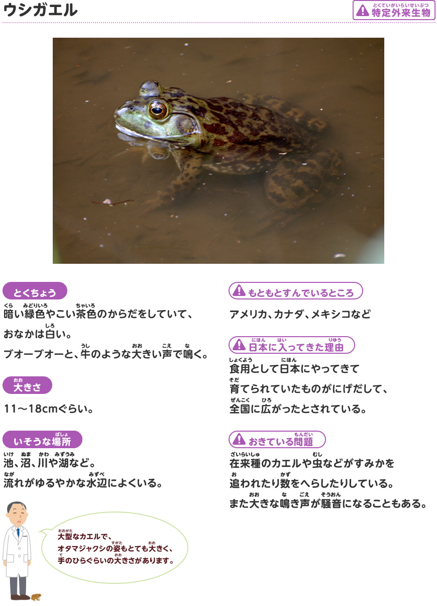 ウシガエル