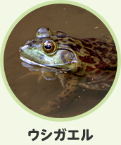 ウシガエル