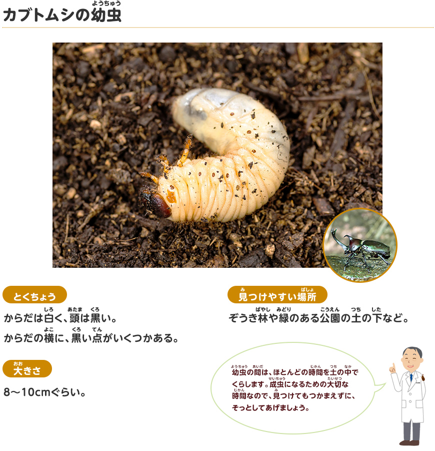 幼虫 カブトムシ