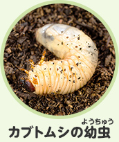 カブトムシの幼虫