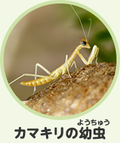 カマキリの幼虫