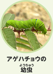 アゲハチョウの幼虫