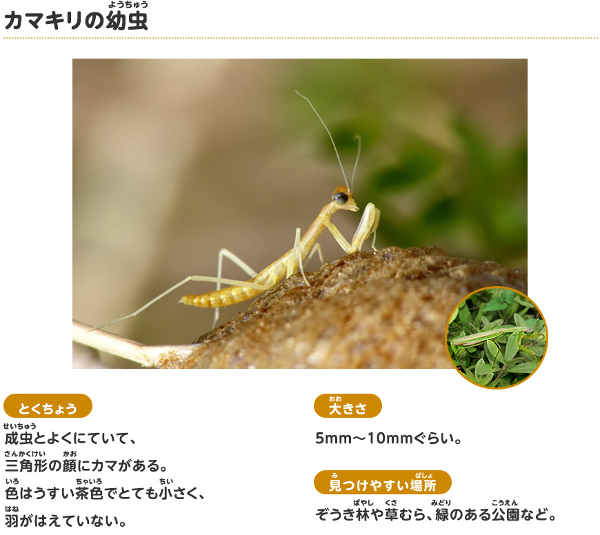 カマキリの幼虫 春に見られる幼虫など 探検しよう いきものにぎわうまち 鹿島建設株式会社