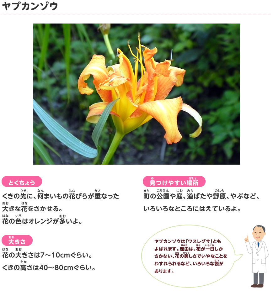 ヤブカンゾウ 夏の花 探検しよう いきものにぎわうまち 鹿島建設株式会社