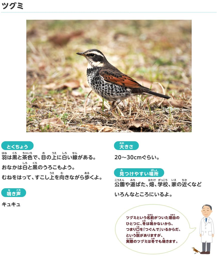 ツグミ 冬に見られる鳥 探検しよう いきものにぎわうまち 鹿島建設株式会社