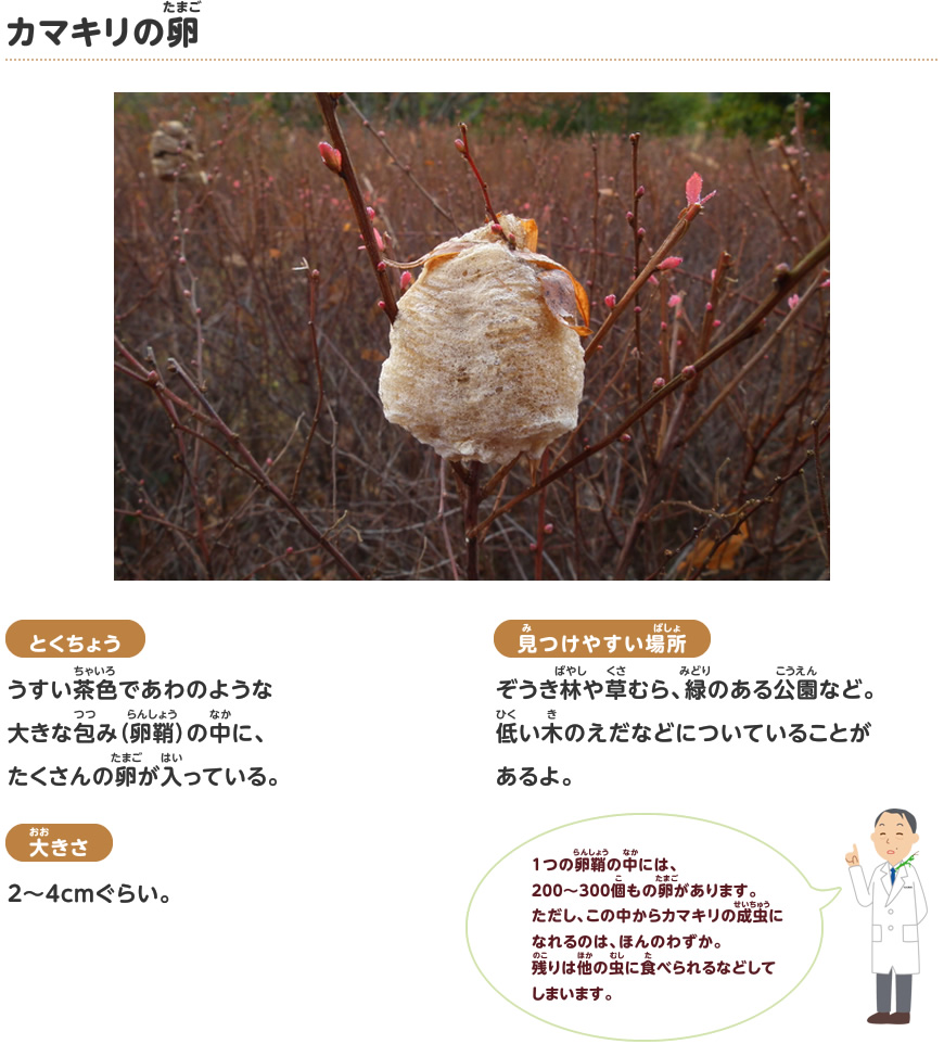 カマキリの卵 冬ごしをする虫 探検しよう いきものにぎわうまち 鹿島建設株式会社