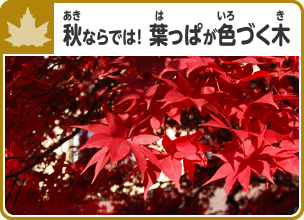 秋（あき）ならでは！ 葉っぱが色づく木