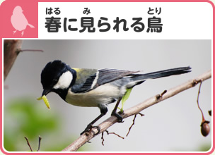 春（はる）に見られる鳥