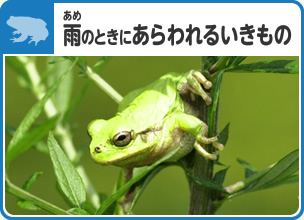 雨のときにあらわれるいきもの