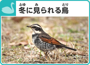 冬（ふゆ）に見られる鳥