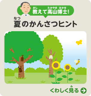 教えて！高山博士　夏のかんさつヒント