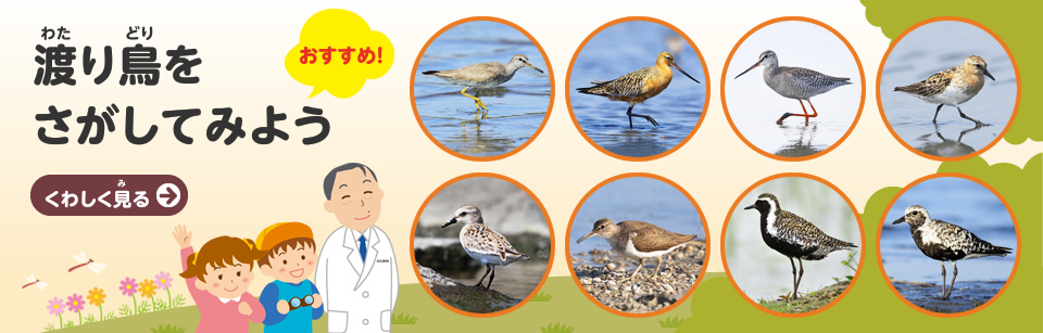 渡り鳥をさがしてみよう