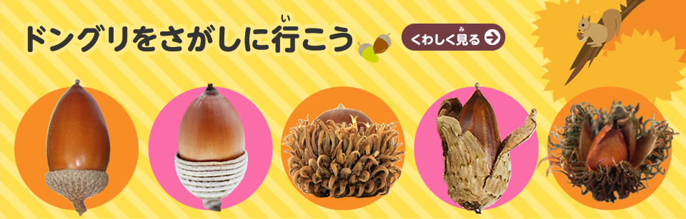 どんぐりをさがしに行こう