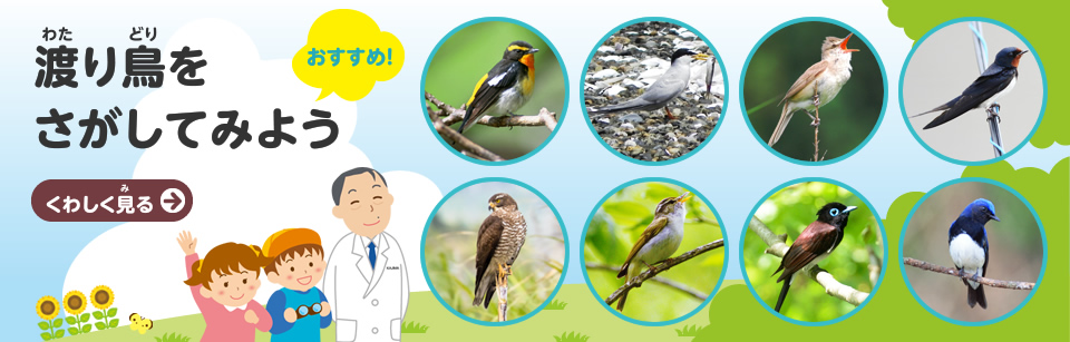 渡り鳥をさがしてみよう