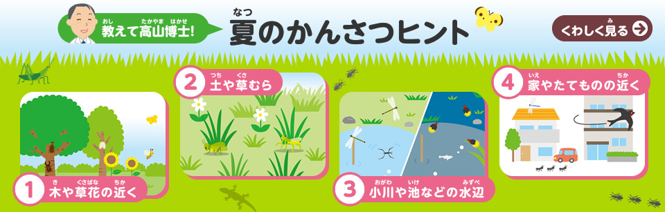 教えて高山博士！　夏のかんさつヒント
