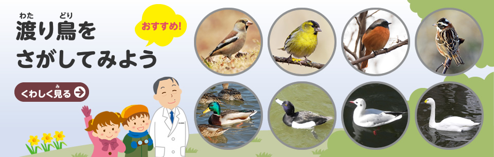 渡り鳥をさがしてみよう