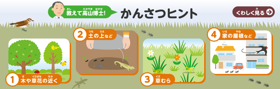 教えて高山博士！　かんさつヒント