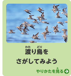 渡り鳥をさがしてみよう