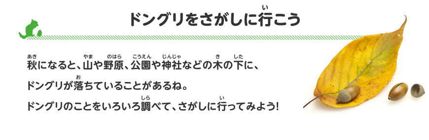 ドングリをさがしに行こう