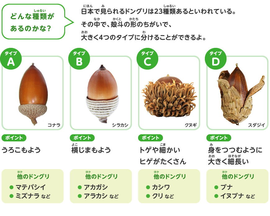 ドングリをさがしに行こう