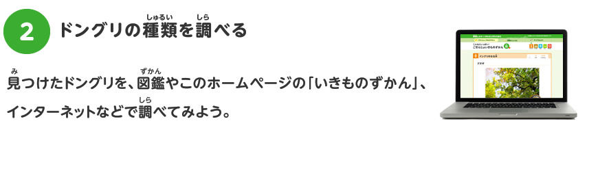 ドングリをさがしに行こう