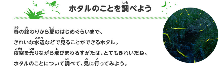 ホタルのことを調べよう