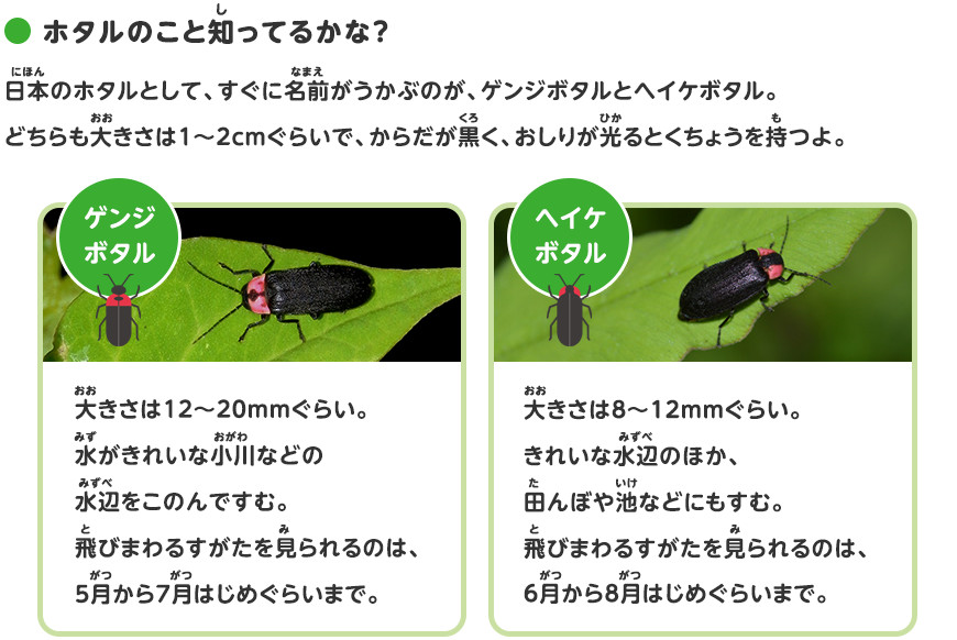 ホタルのことを調べよう 探検しよう いきものにぎわうまち 鹿島建設株式会社