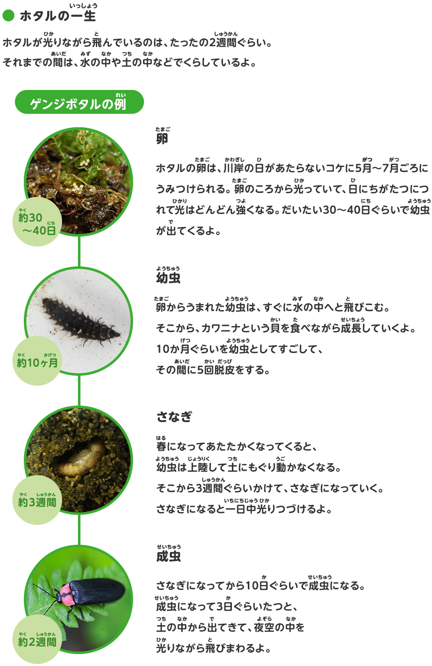 ホタルのことを調べよう