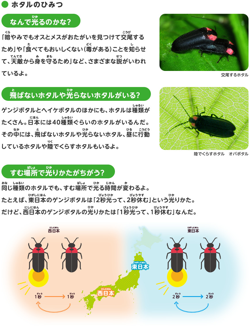 ホタルのことを調べよう