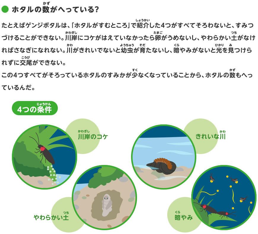 ホタルのことを調べよう