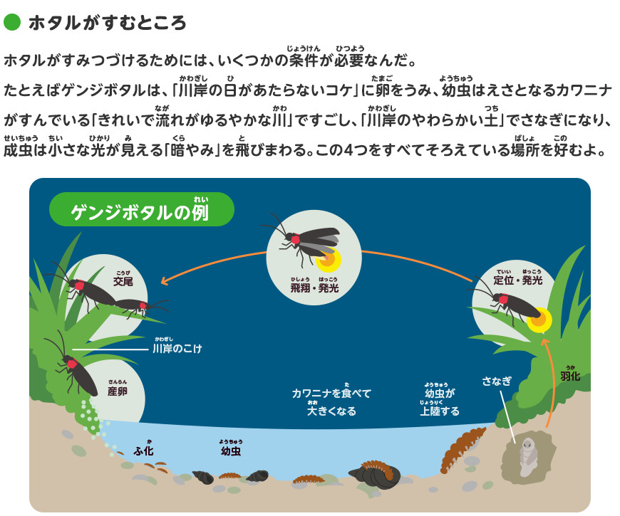 ホタルのことを調べよう