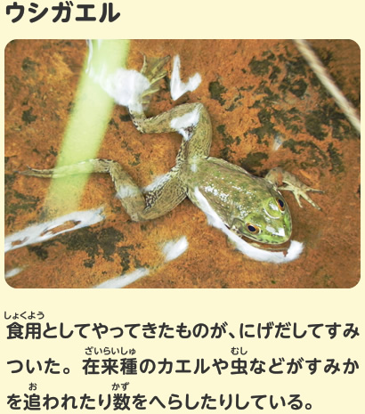 ウシガエル