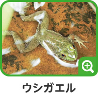 ウシガエル