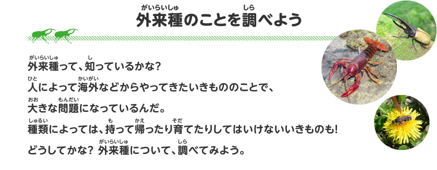 外来種のことを調べよう