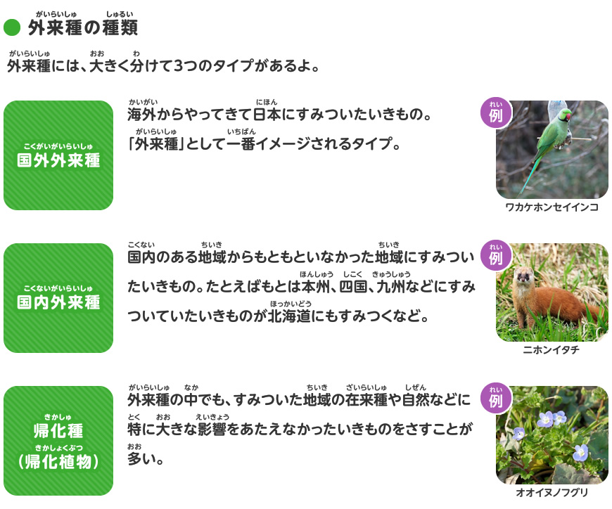 外来種のことを調べよう