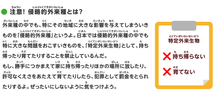 外来種のことを調べよう