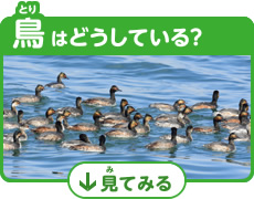 鳥はどうしてる？