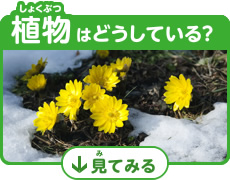 植物はどうしてる？